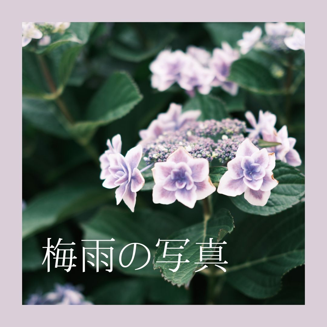 終了したテーマタイトル「梅雨の写真」