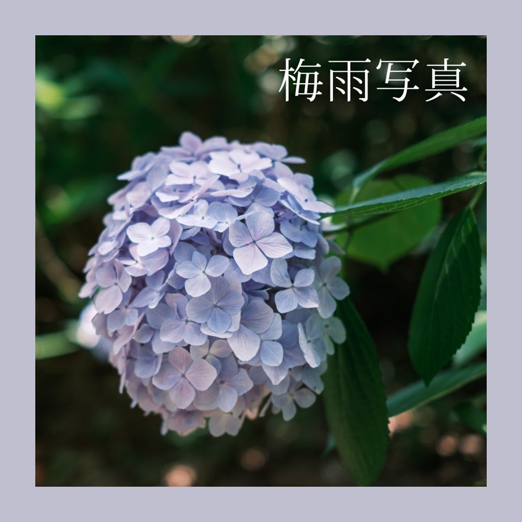 写真のテーマを散歩写真からご提供